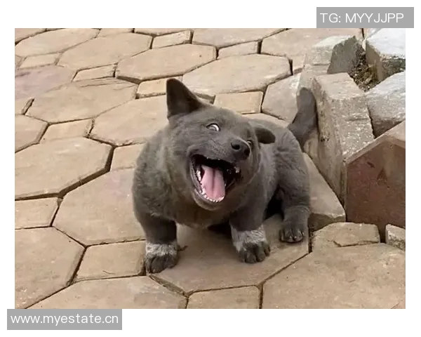 被麦卡甩后一个月他与我的朋友同居还带走了我的狗